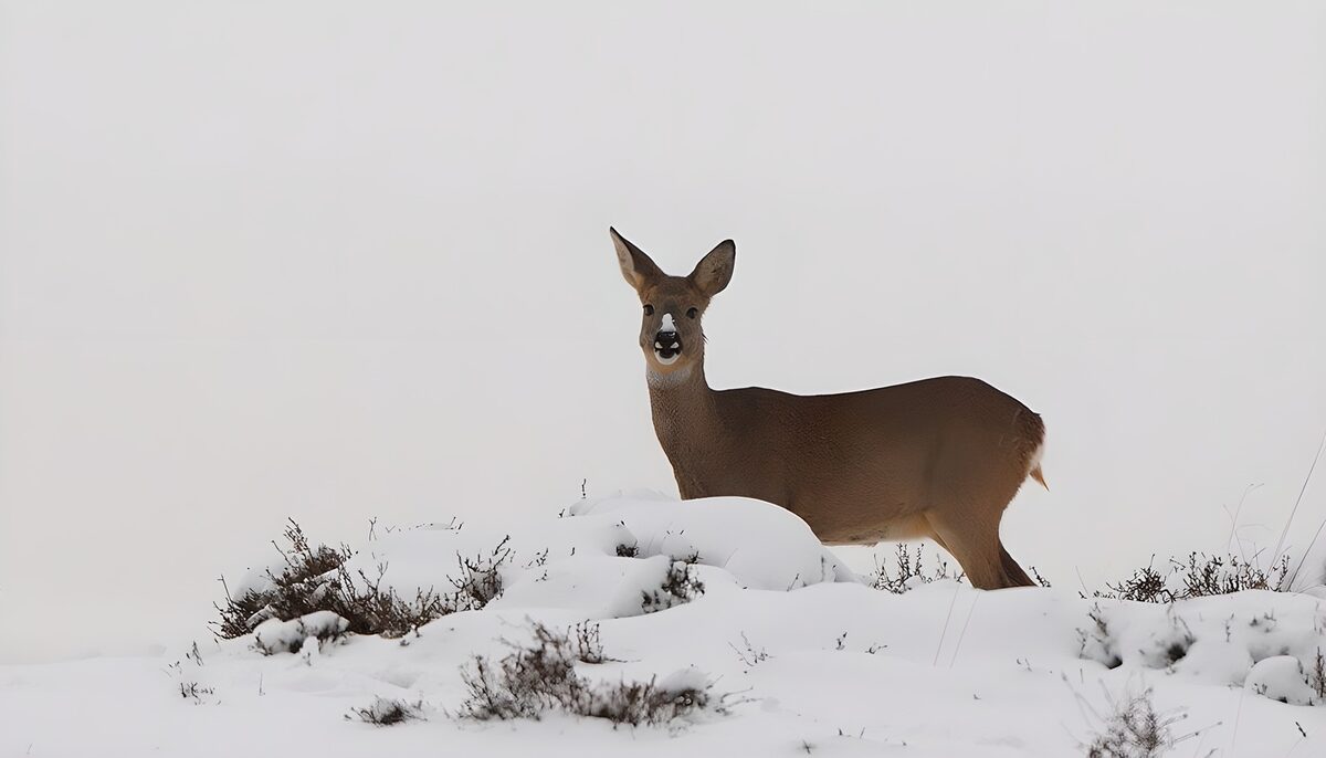 OCUK19892: Graceful Roe Deer in Winter Landscape