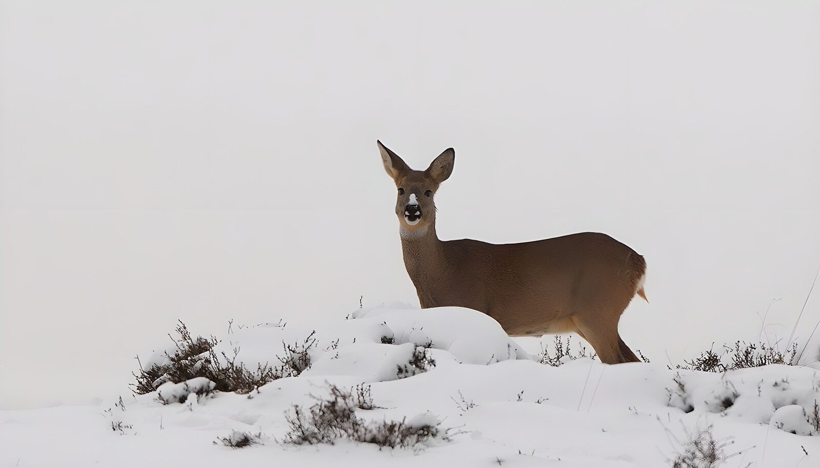 OCUK19892: Graceful Roe Deer in Winter Landscape