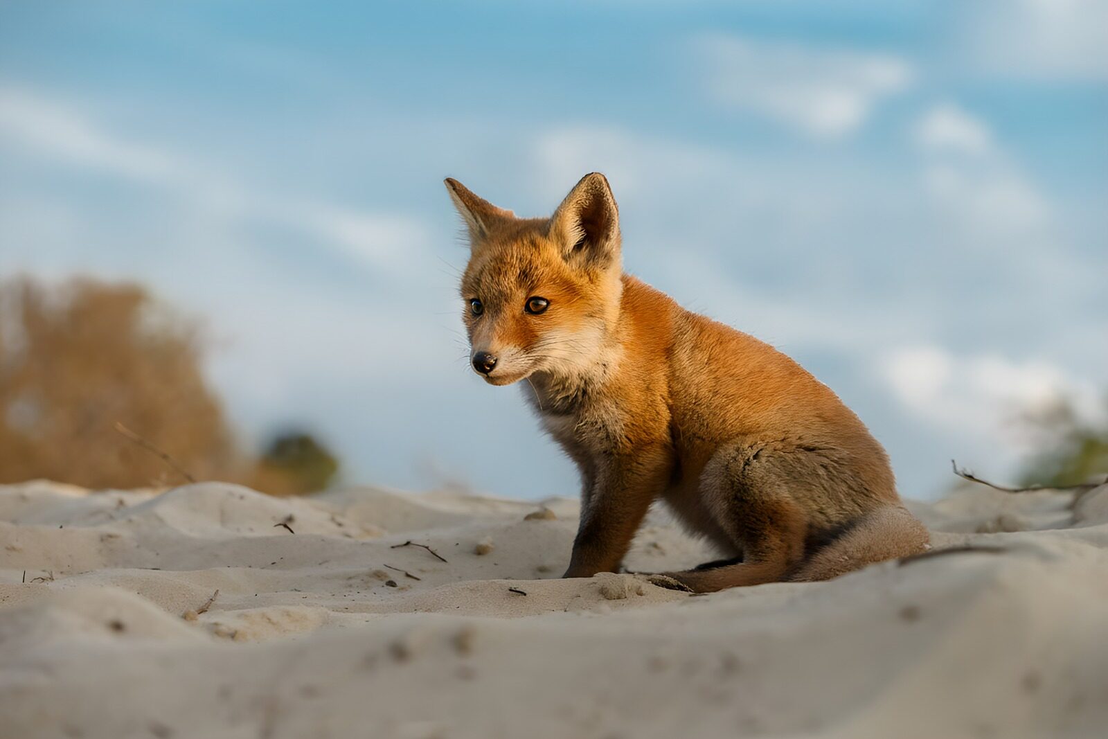 OCUK58750: Curious Fox Cub on Sandy Ground