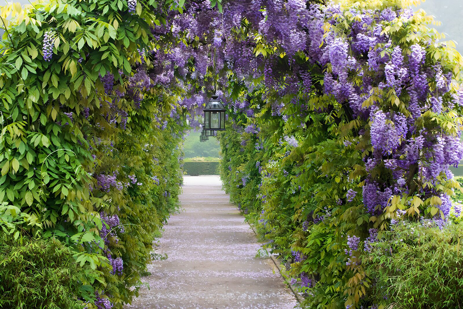 OCUK50464: Enchanted Wisteria Pathway
