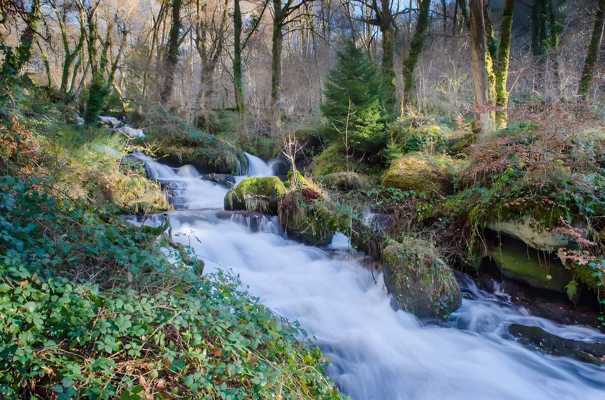 OCUK98674: Tranquil Stream in a Lush Forest