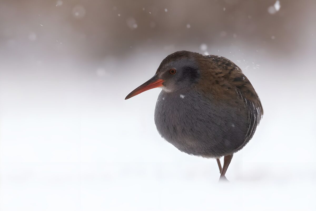 OCUK48473: Winter Forager in the Snow