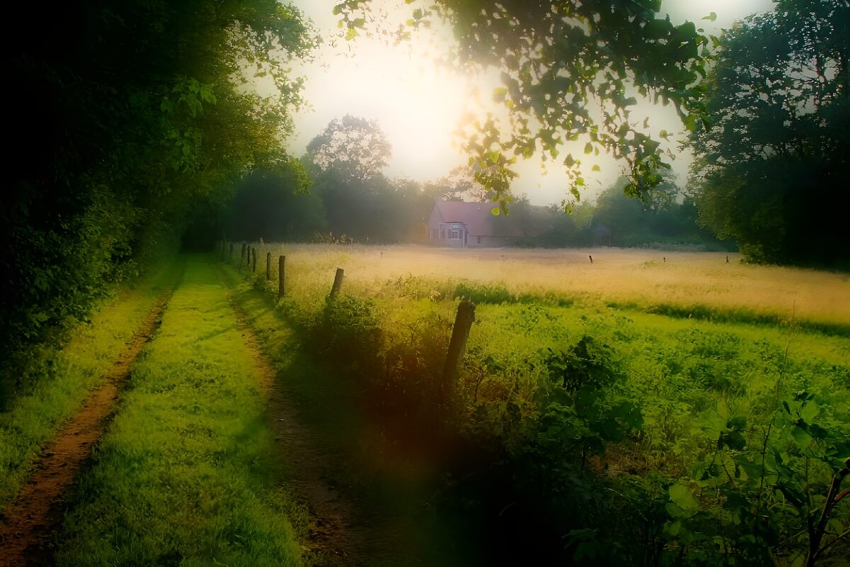 OCUK90132: Forest & Parks 40