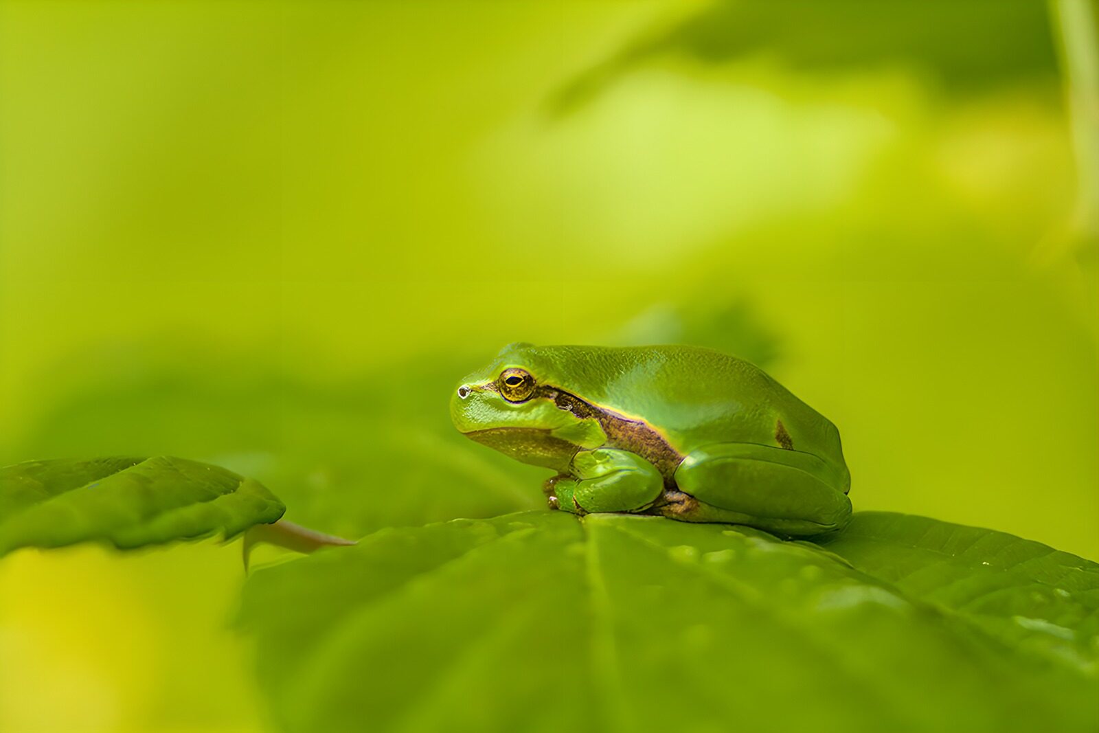 OCUK60993: Green Frog on Leaf