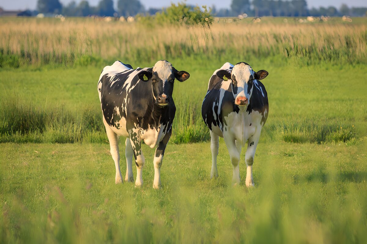 OCUK46620: Two Curious Cows in a Meadow