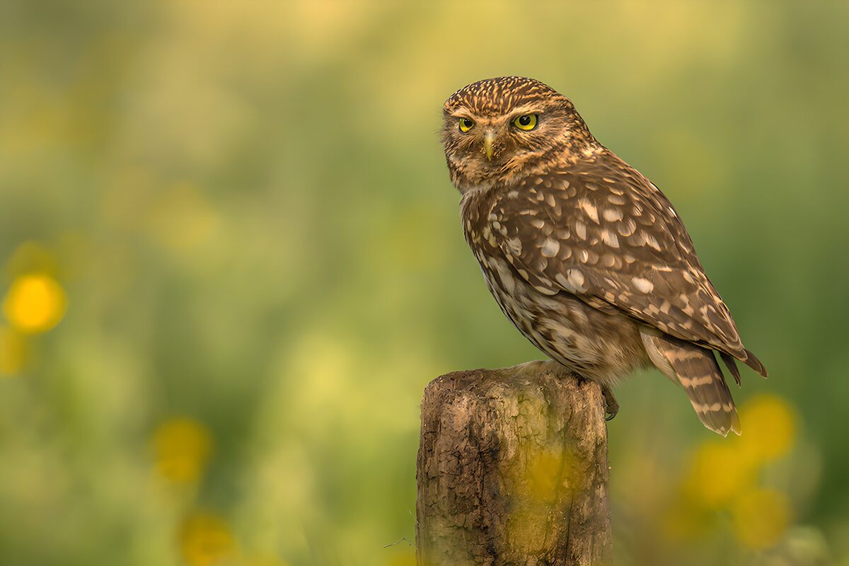 OCUK12369: Watchful Owl on a Rustic Perch