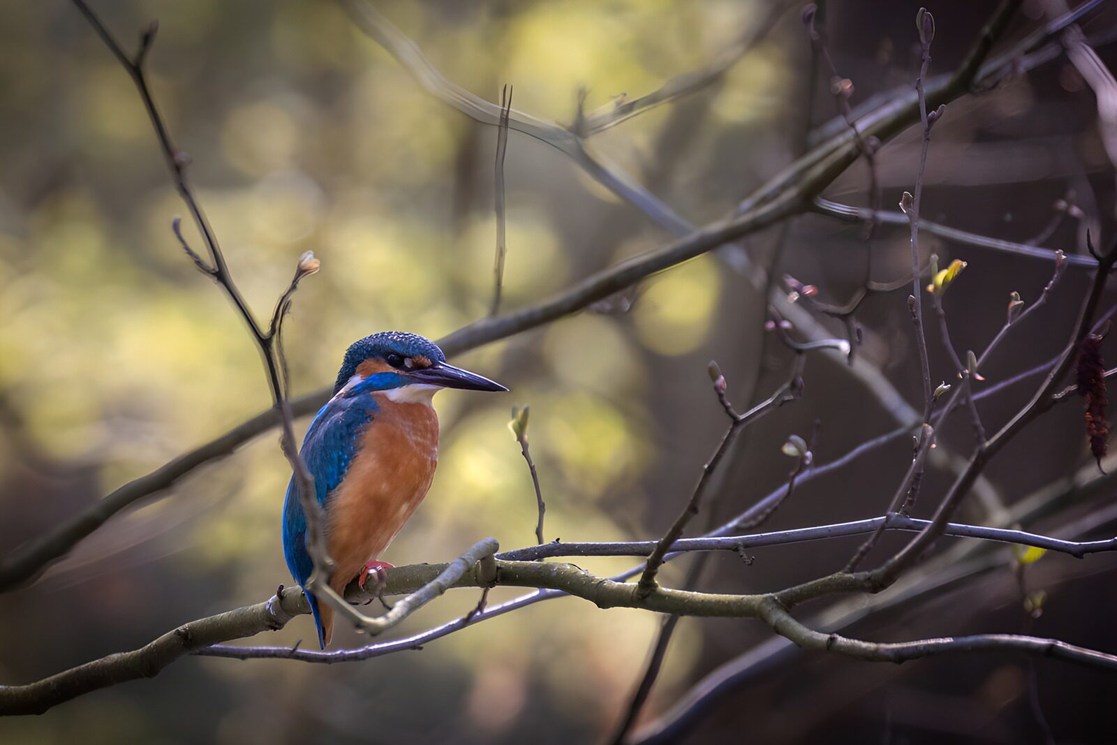 OCUK43108: Colorful Kingfisher Perched on a Branch