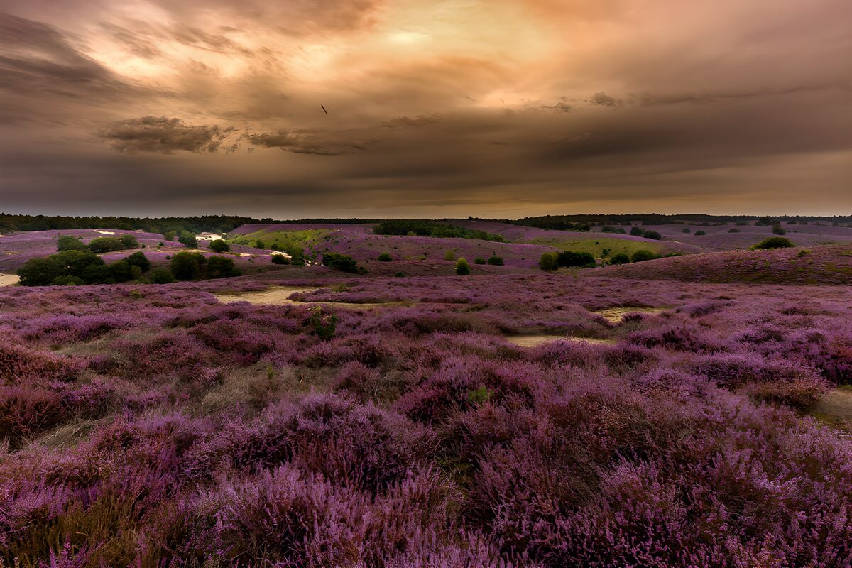 OCUK90742: Lavender Fields Under a Dramatic Sky