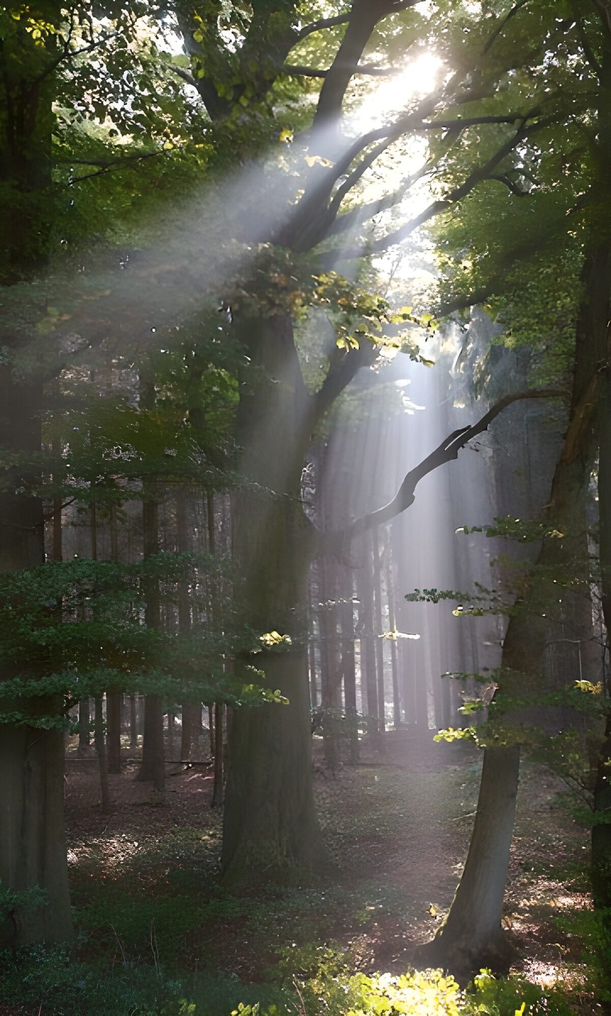 OCUK18813: Forest & Parks1