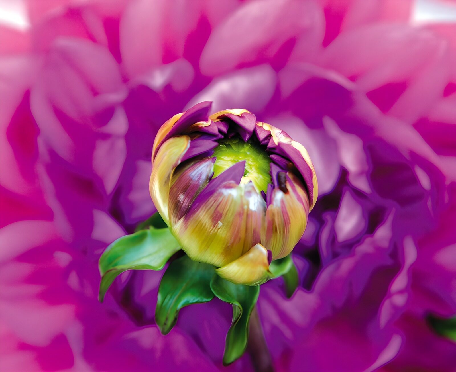 OCUK96833: Blossoming Beauty in Vibrant Colors