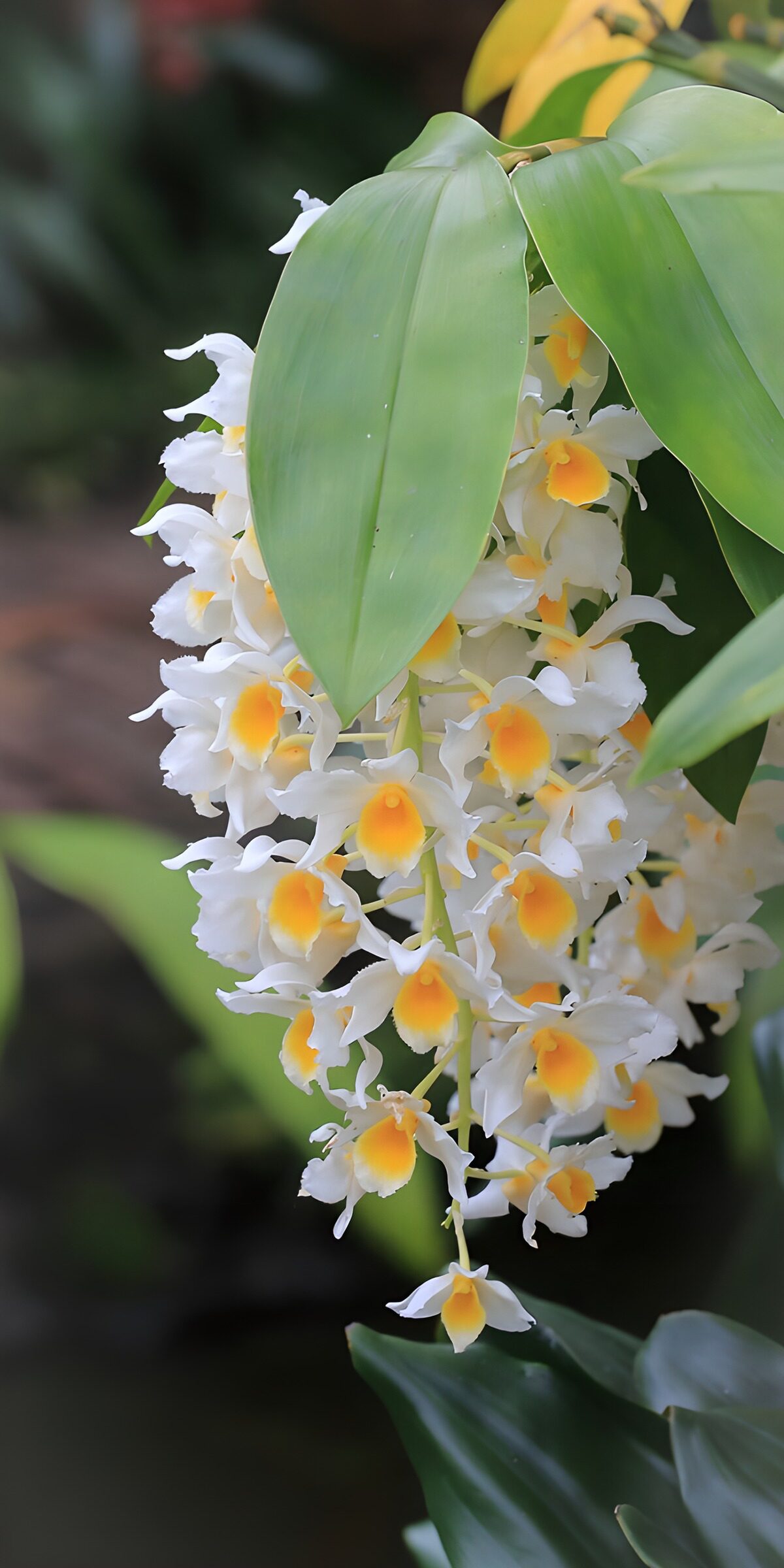 OCUK69239: Elegant White Orchid Blooms