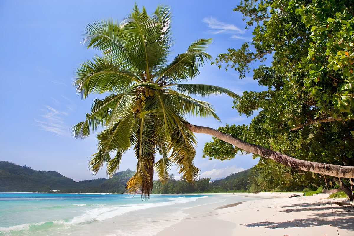 OCUK81515: Tropical Paradise at the Shore