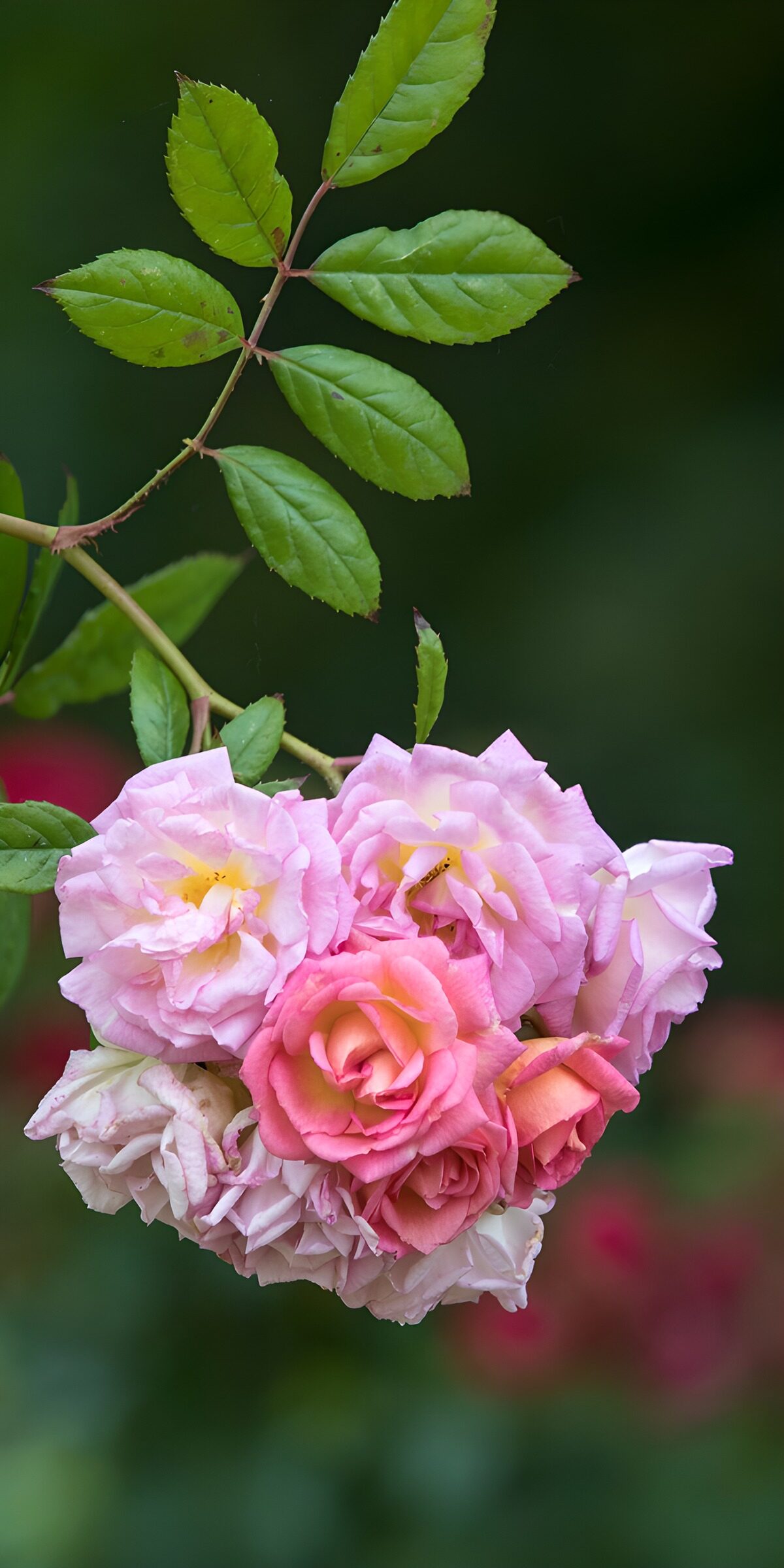 OCUK84320: Vibrant Pink Rose Cluster