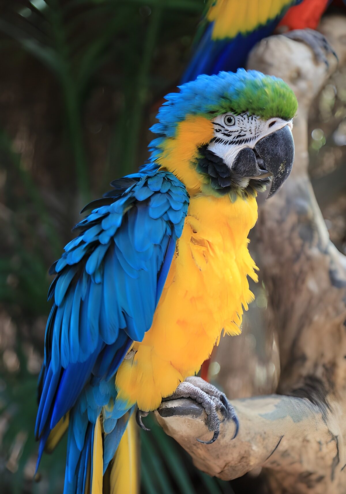 OCUK36327: Vibrant Blue and Yellow Macaw