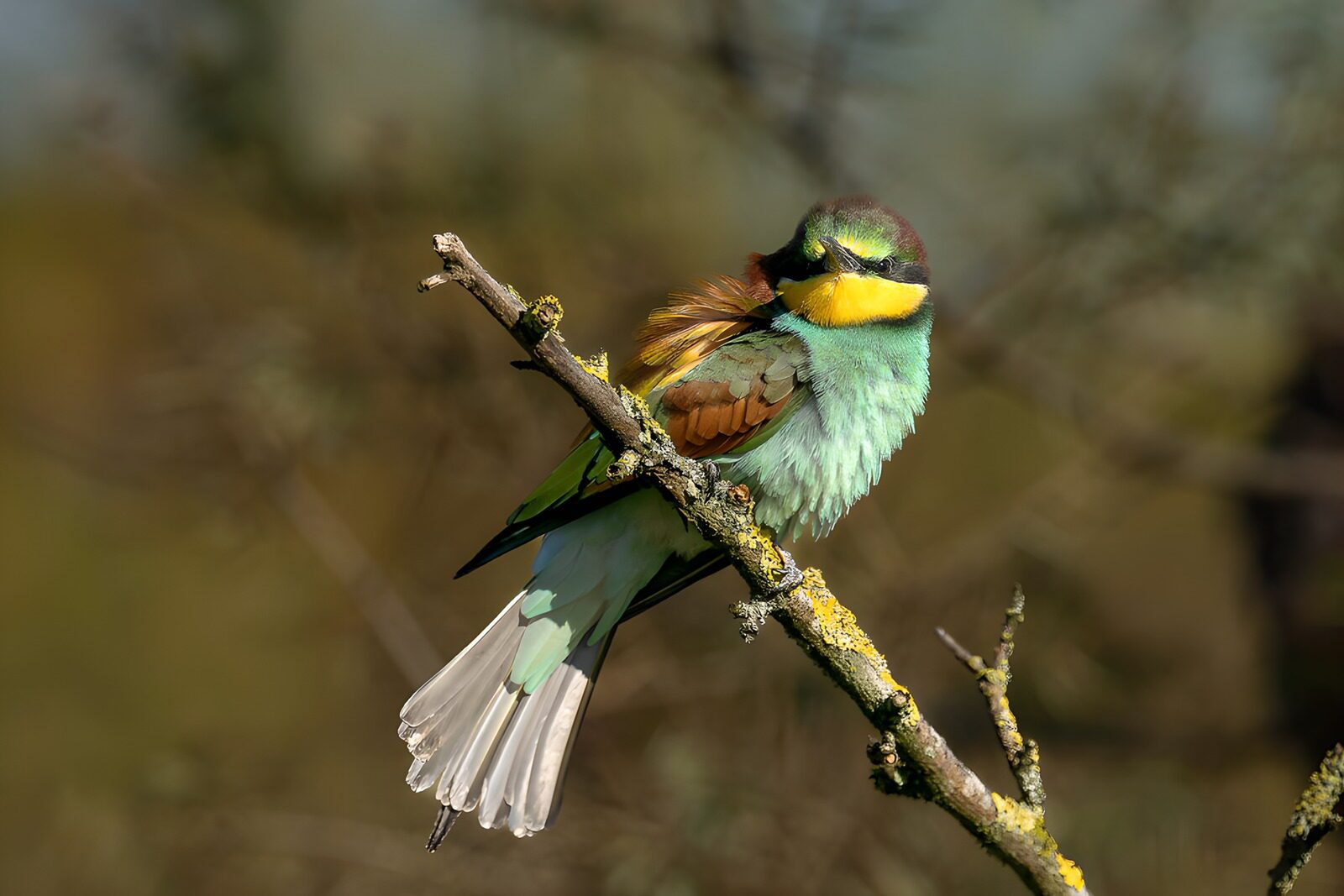 OCUK40996: Colorful Bird on a Branch