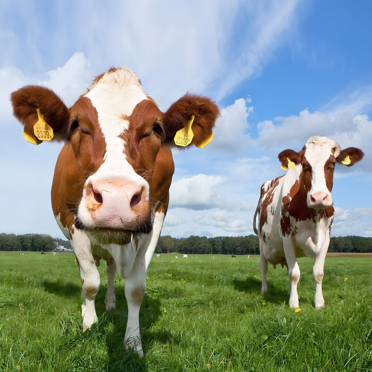OCUK66968: Charming Cows on a Sunny Day