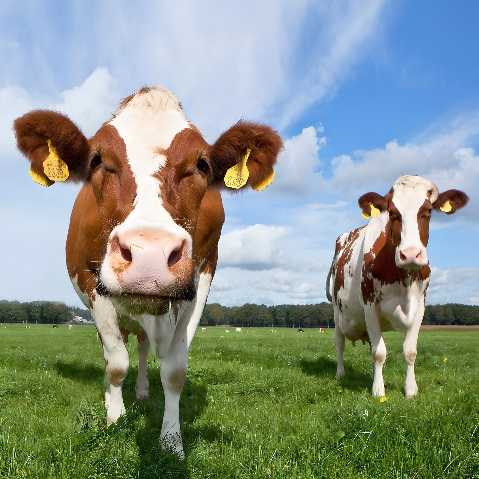 OCUK66968: Charming Cows on a Sunny Day