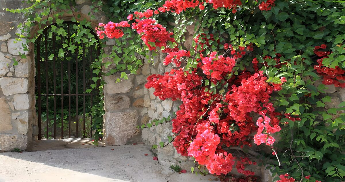 OCUK64970: Blossoms by the Stone Gate
