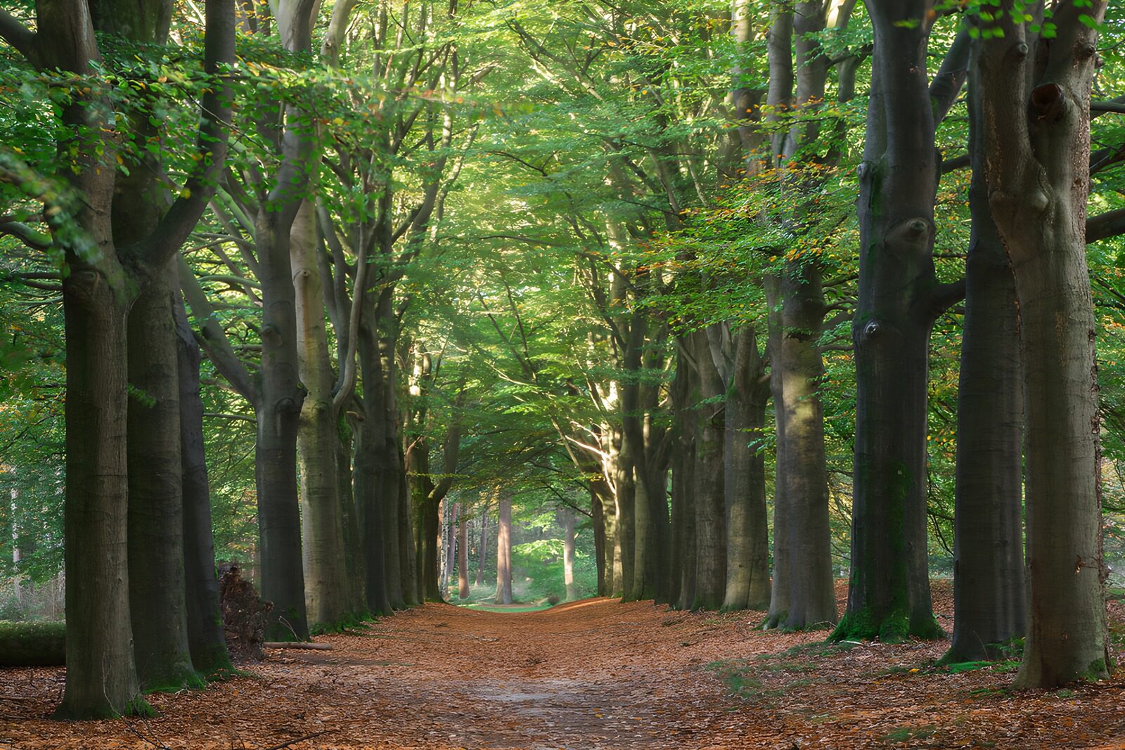 OCUK23184: Serene Tree-Lined Pathway in Nature