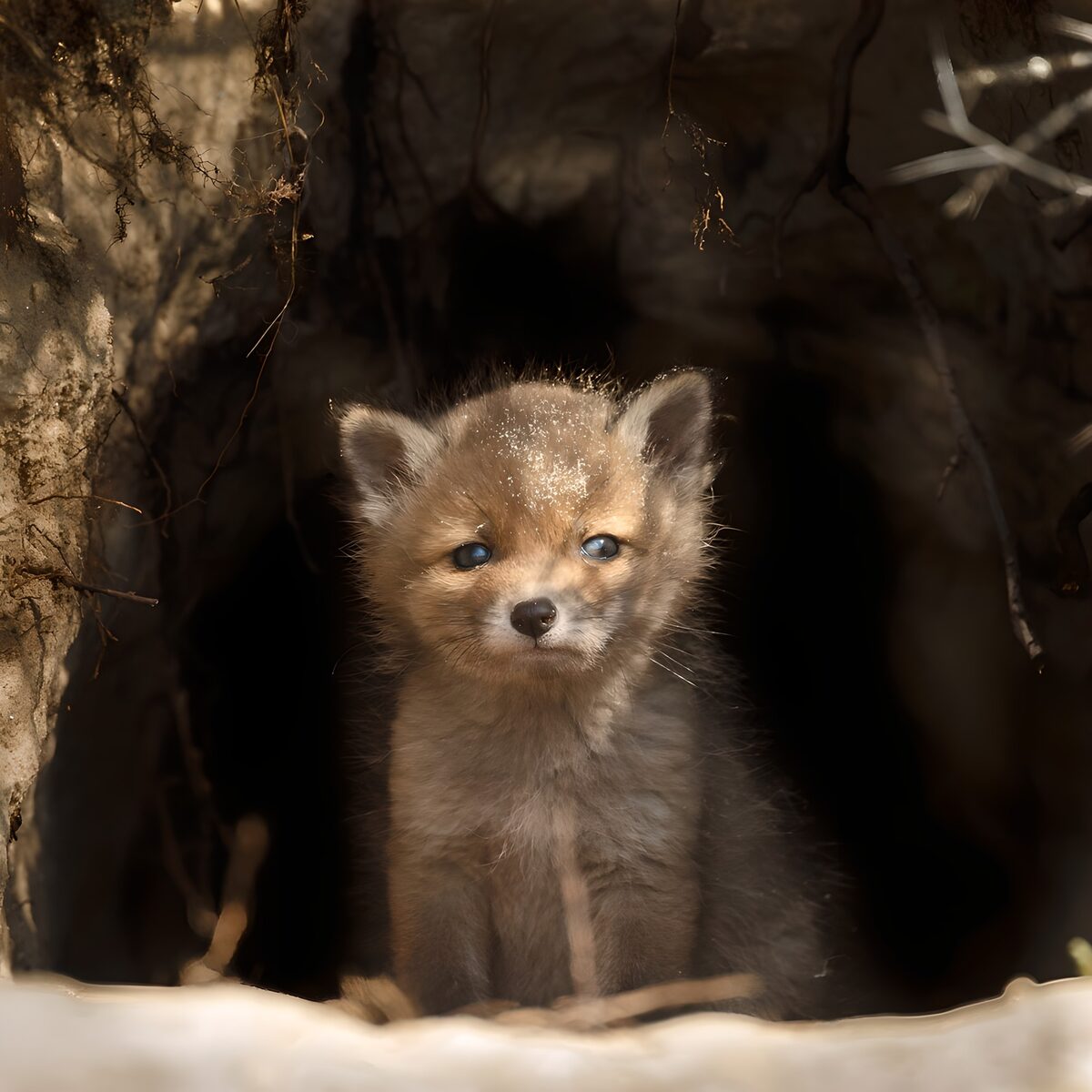 OCUK42160: Curious Fox Cub in a Hollow