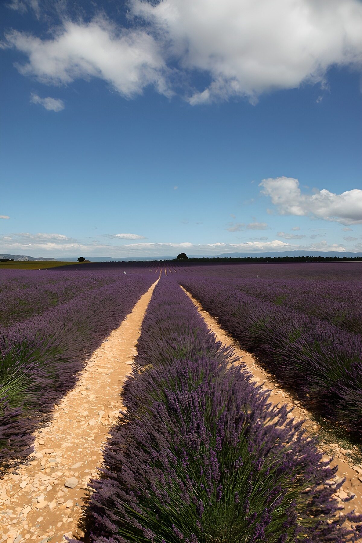 OCUK54976: Lavender Fields Under a Bright Sky