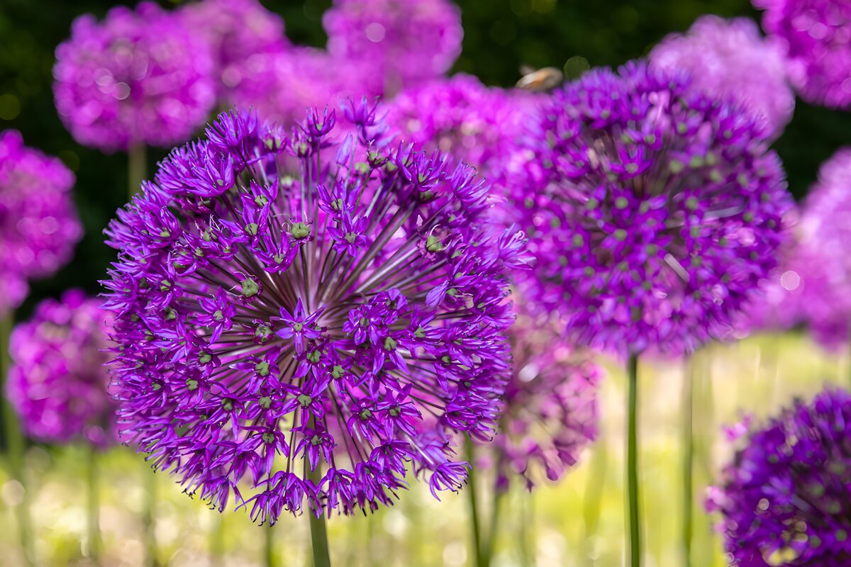 OCUK79986: Purple Allium Blooms in Spring