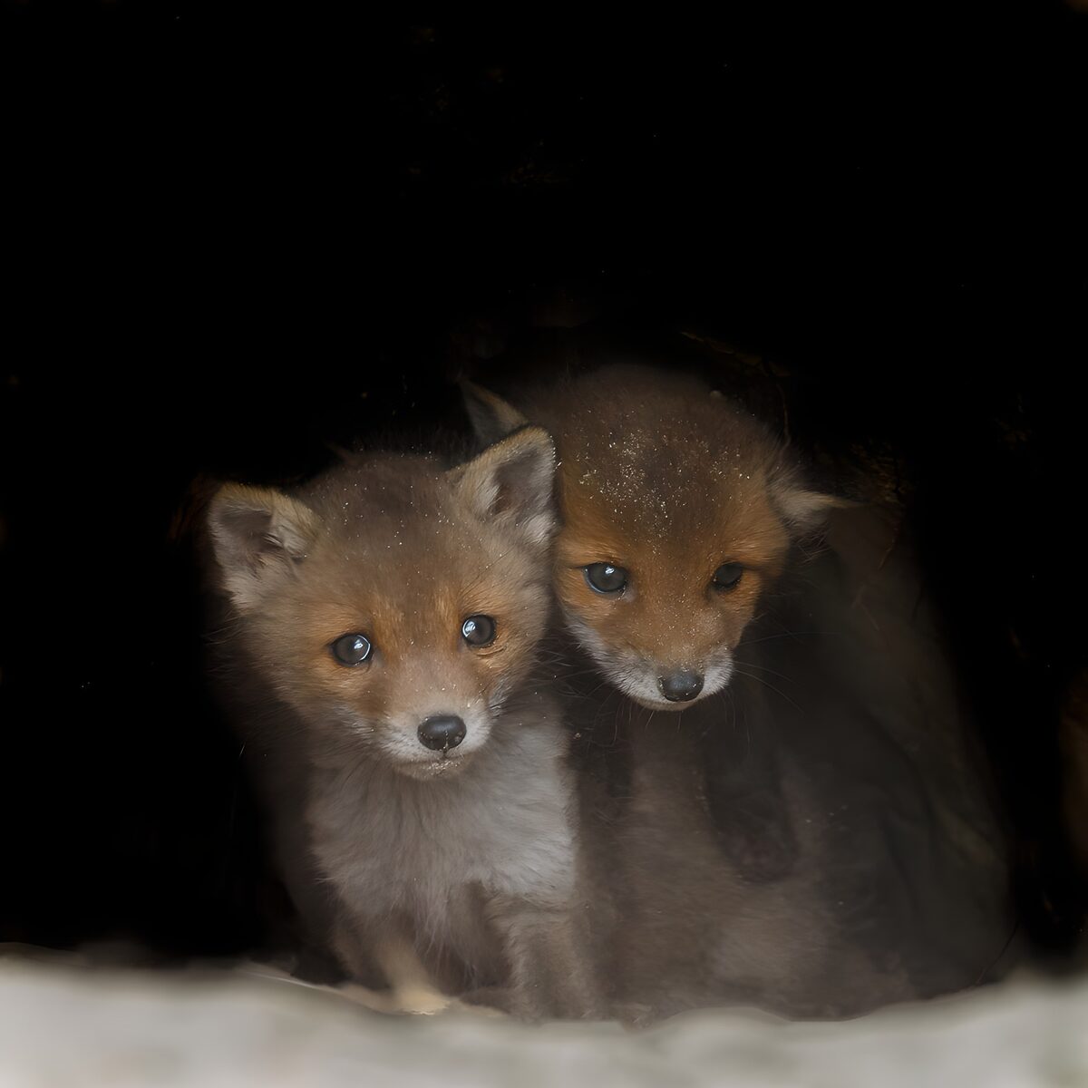 OCUK35185: Curious Fox Cubs in the Den