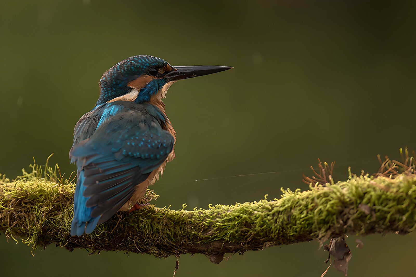 OCUK56301: Vibrant Kingfisher on a Mossy Branch