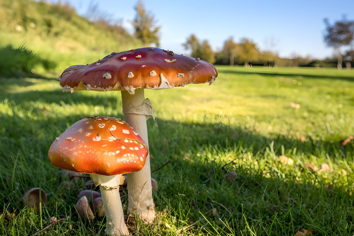Enchanting Red Mushrooms in Meadow