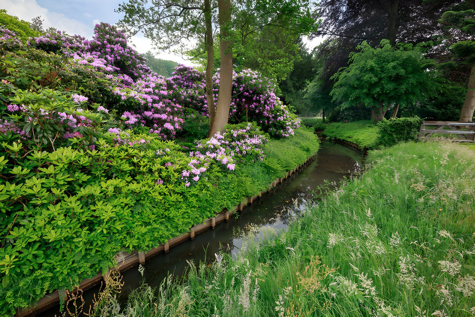 OCUK37958: Tranquil Garden Stream with Blooming Rhododendrons