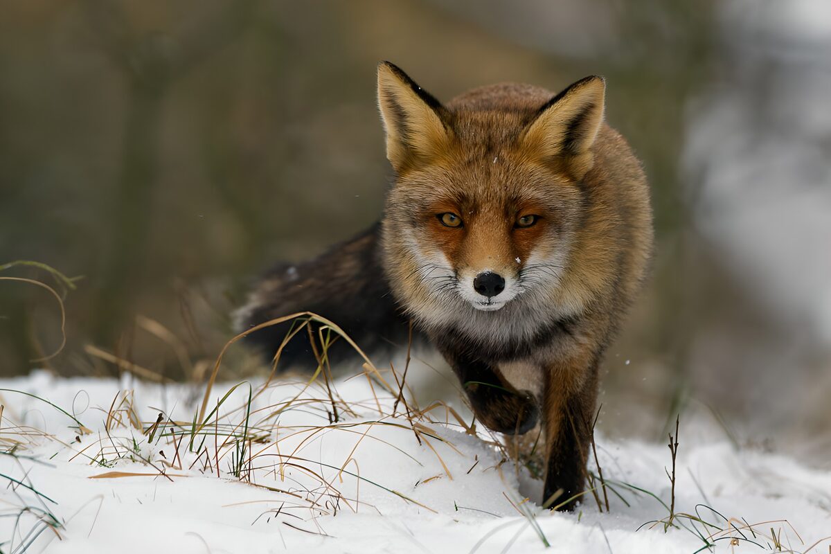 OCUK78529: Fox in the Winter Wonderland
