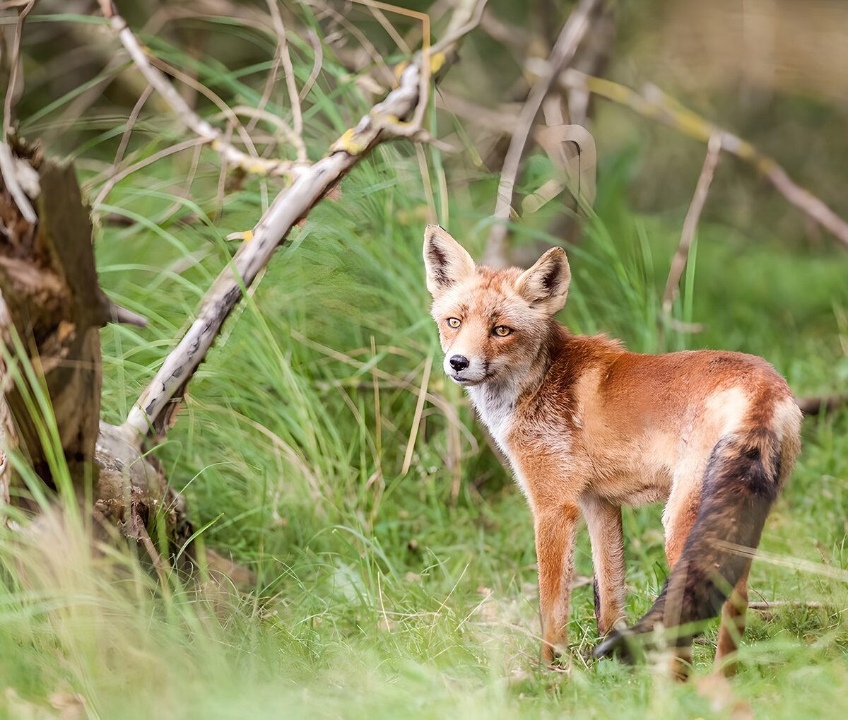 OCUK93664: Majestic Fox in Nature