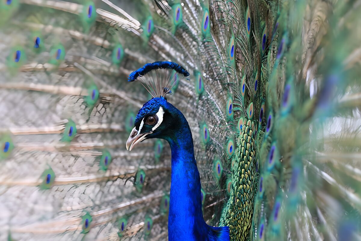 OCUK18220: Proud peacock 2