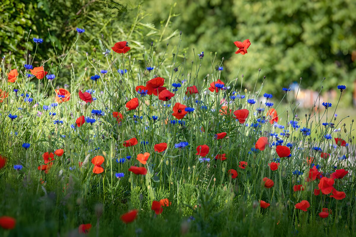 OCUK72538: Vibrant Wildflower Meadow
