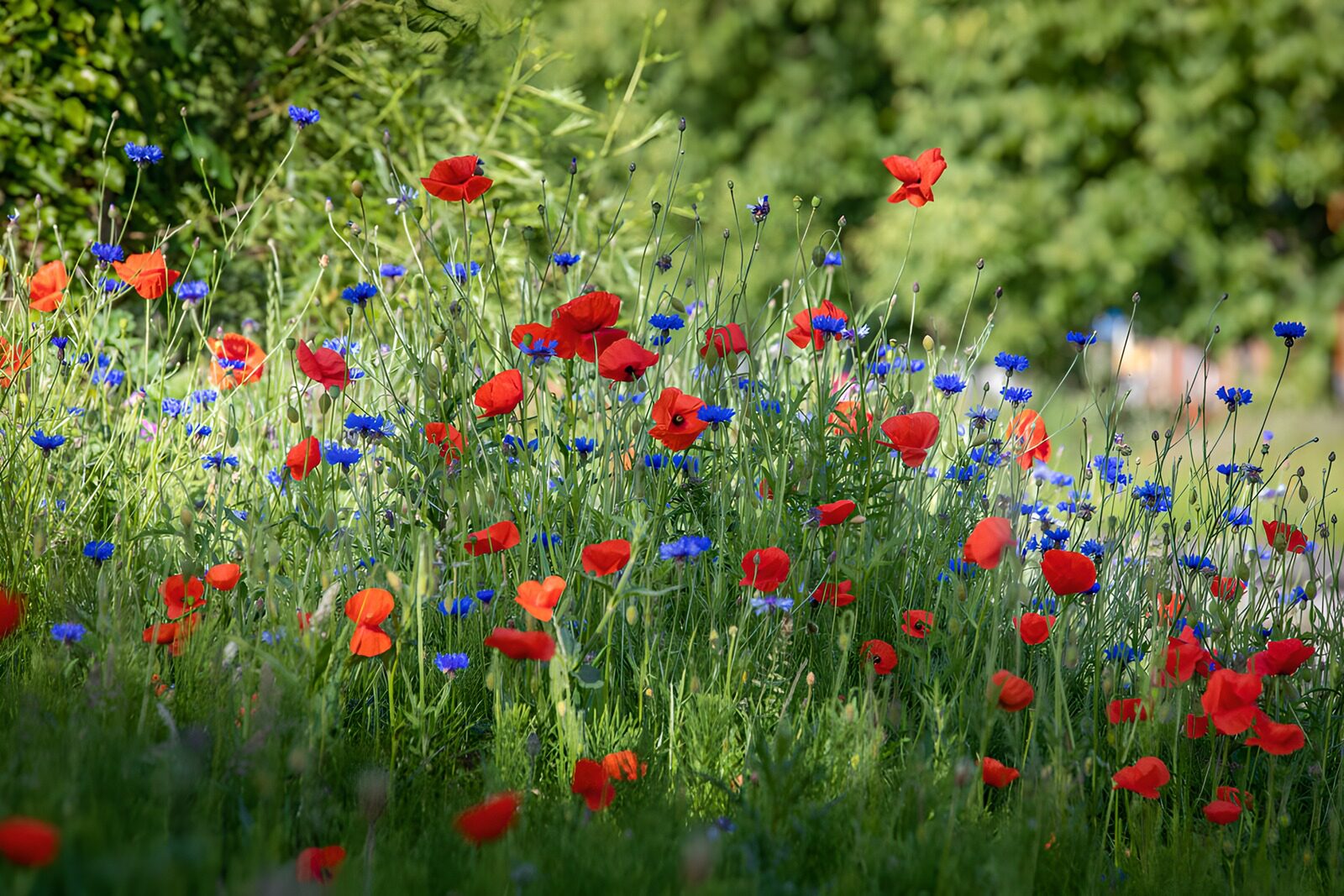 OCUK72538: Vibrant Wildflower Meadow