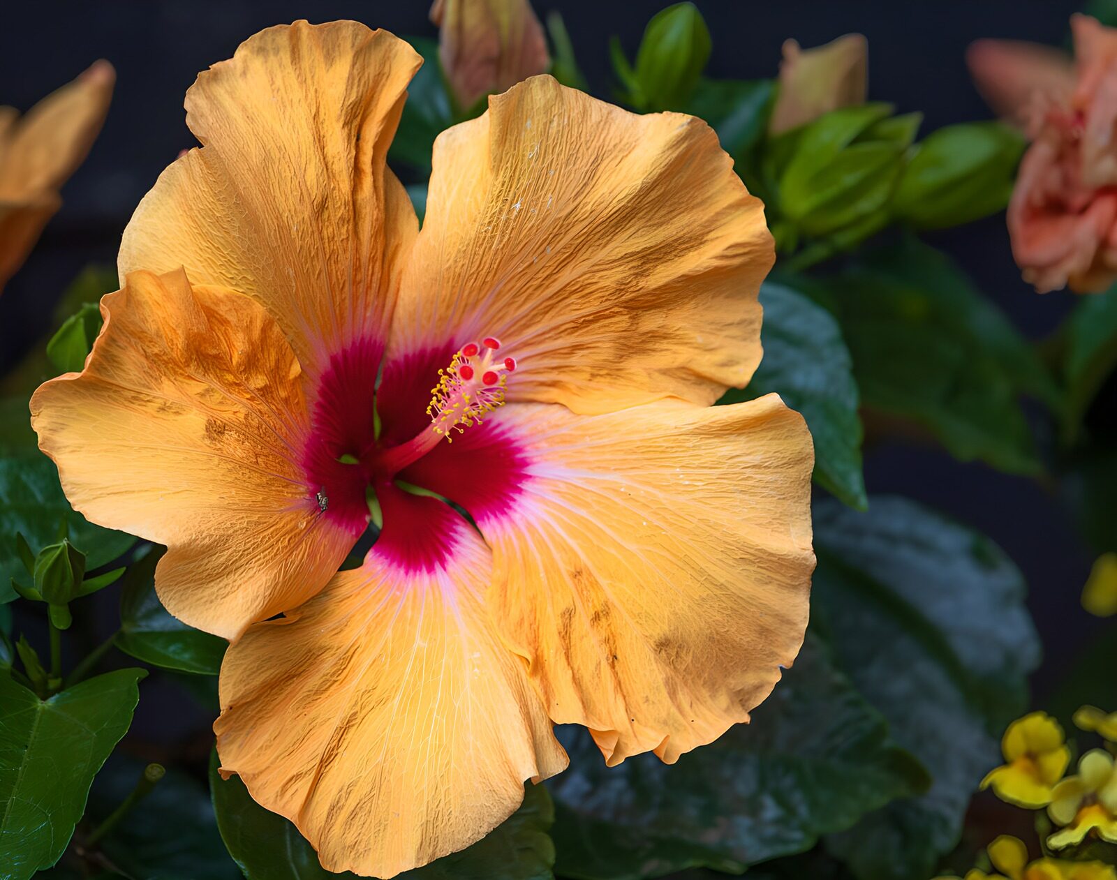 OCUK97840: Golden Hibiscus with Pink Center