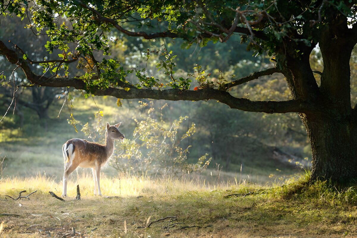 OCUK95749: Graceful Deer in Serene Landscape