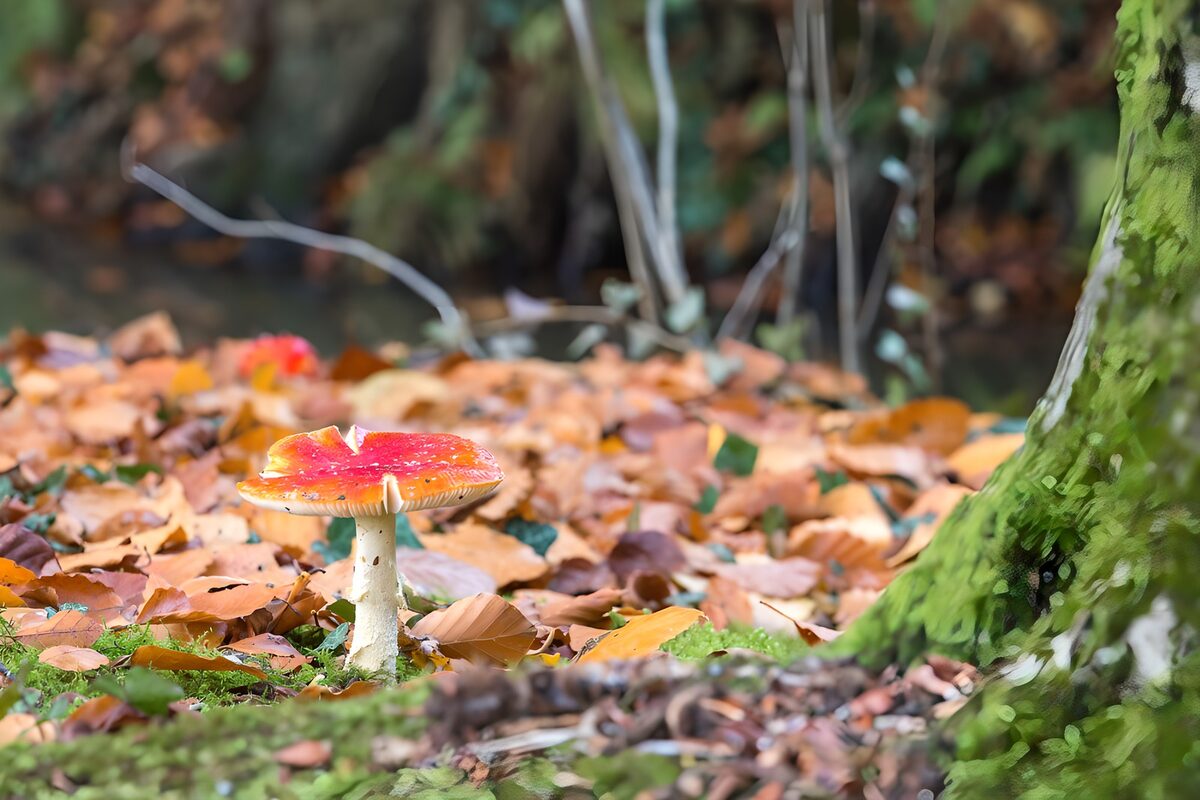 Fly agaric with autumn leaves 3