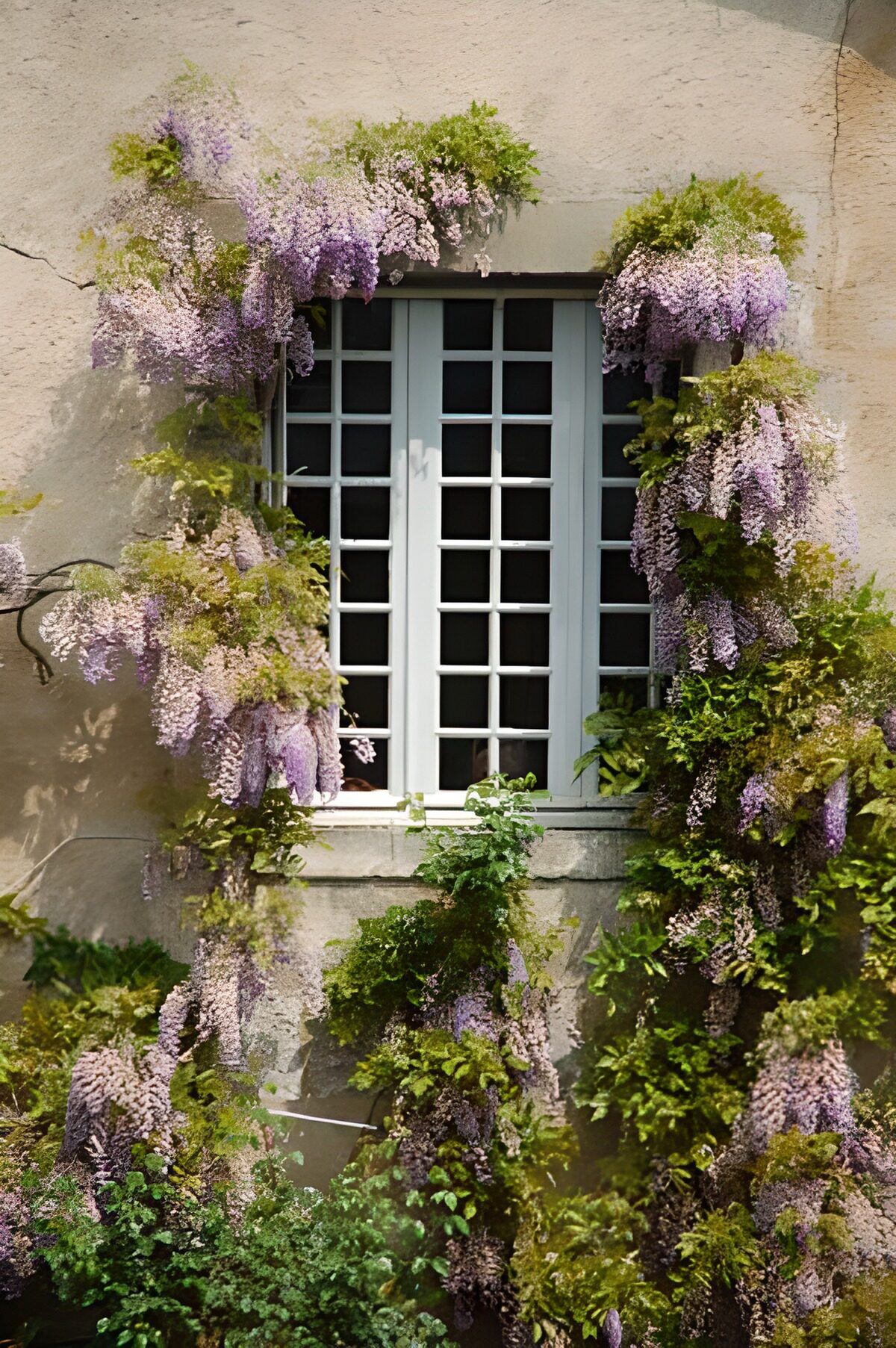 Window covered with blue Wisteria