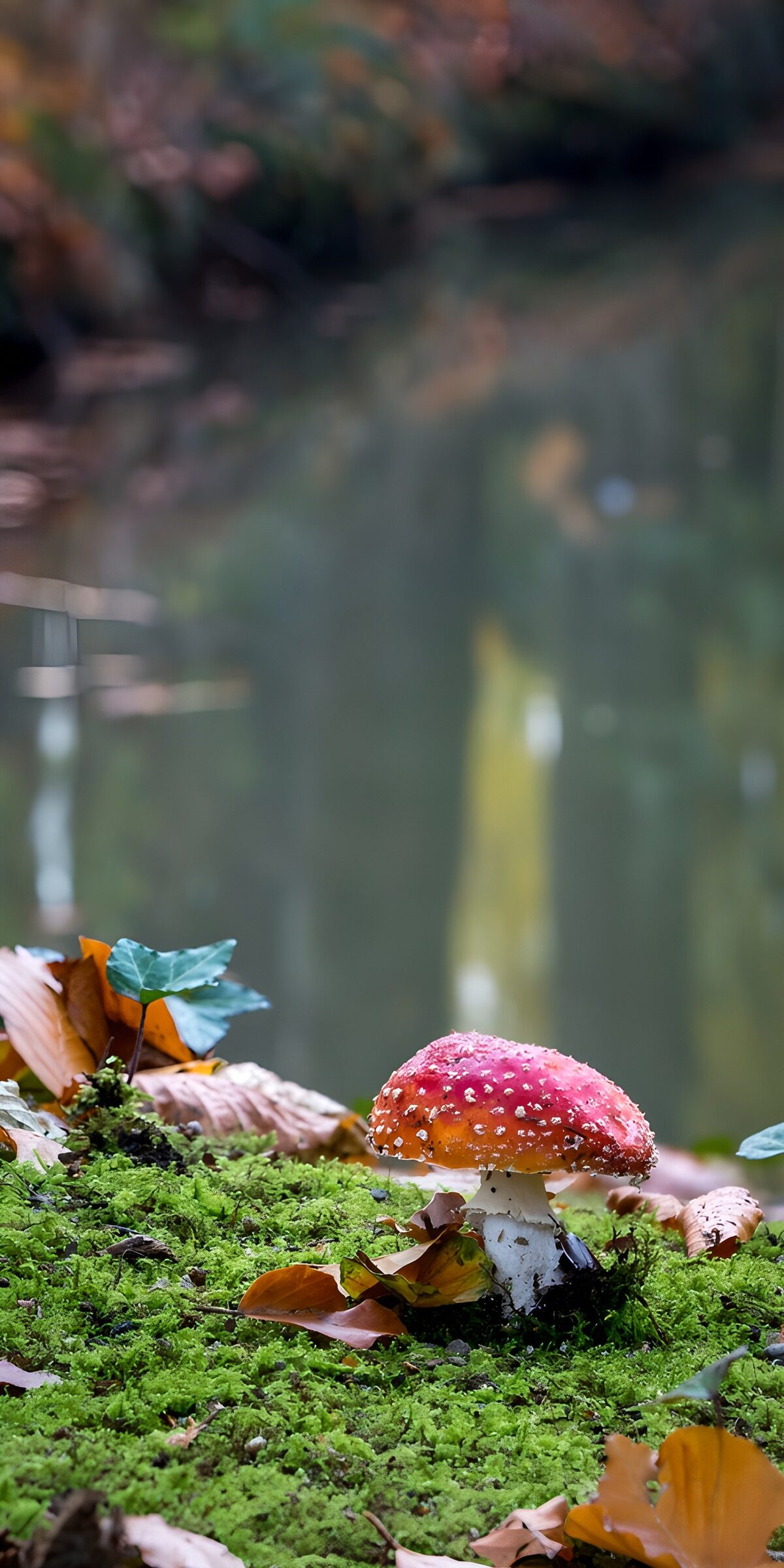 OCUK90736: Enchanted Red Mushroom by the Water