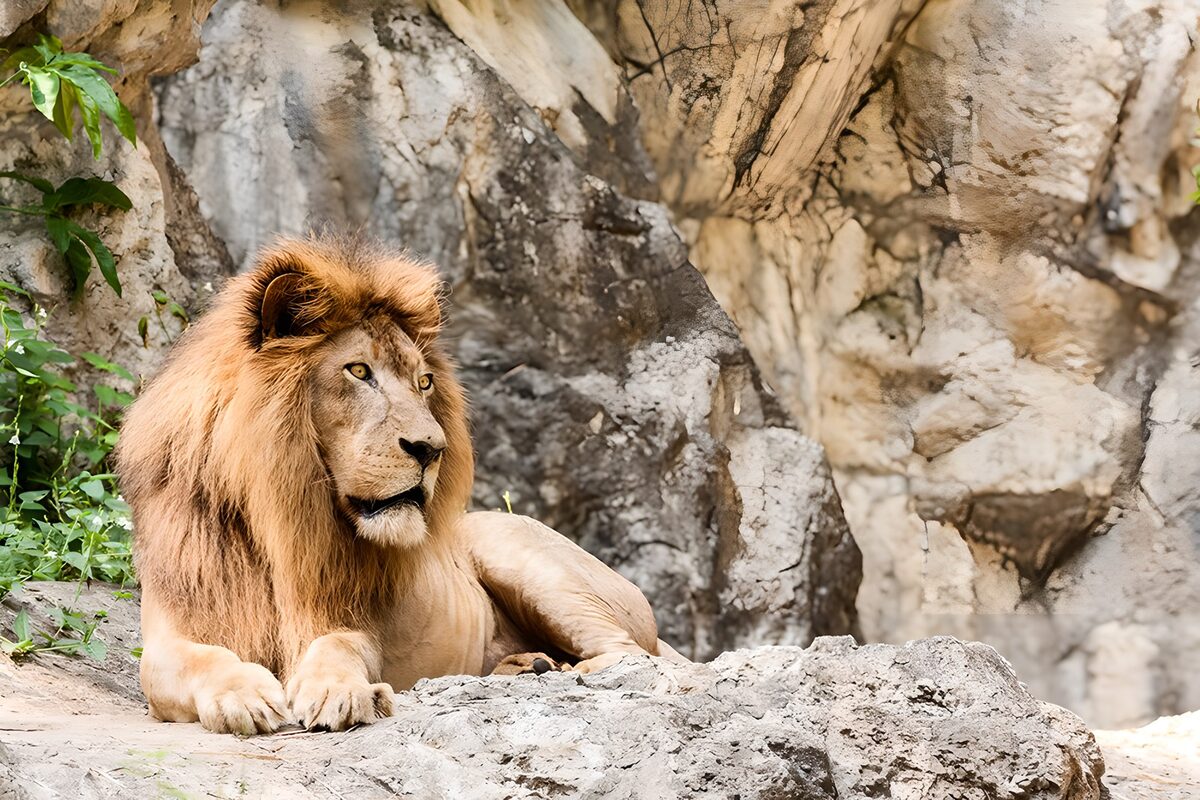 Majestic Lion Resting on Rocks