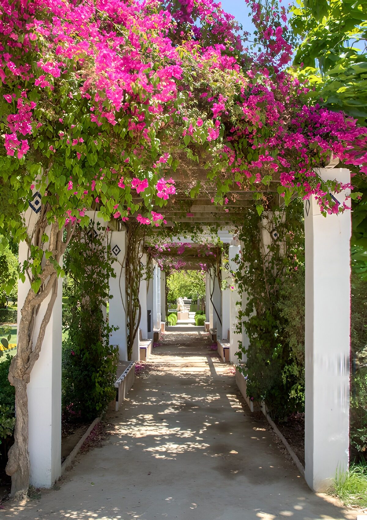 OCUK82417: Pathway with Bougainvillea