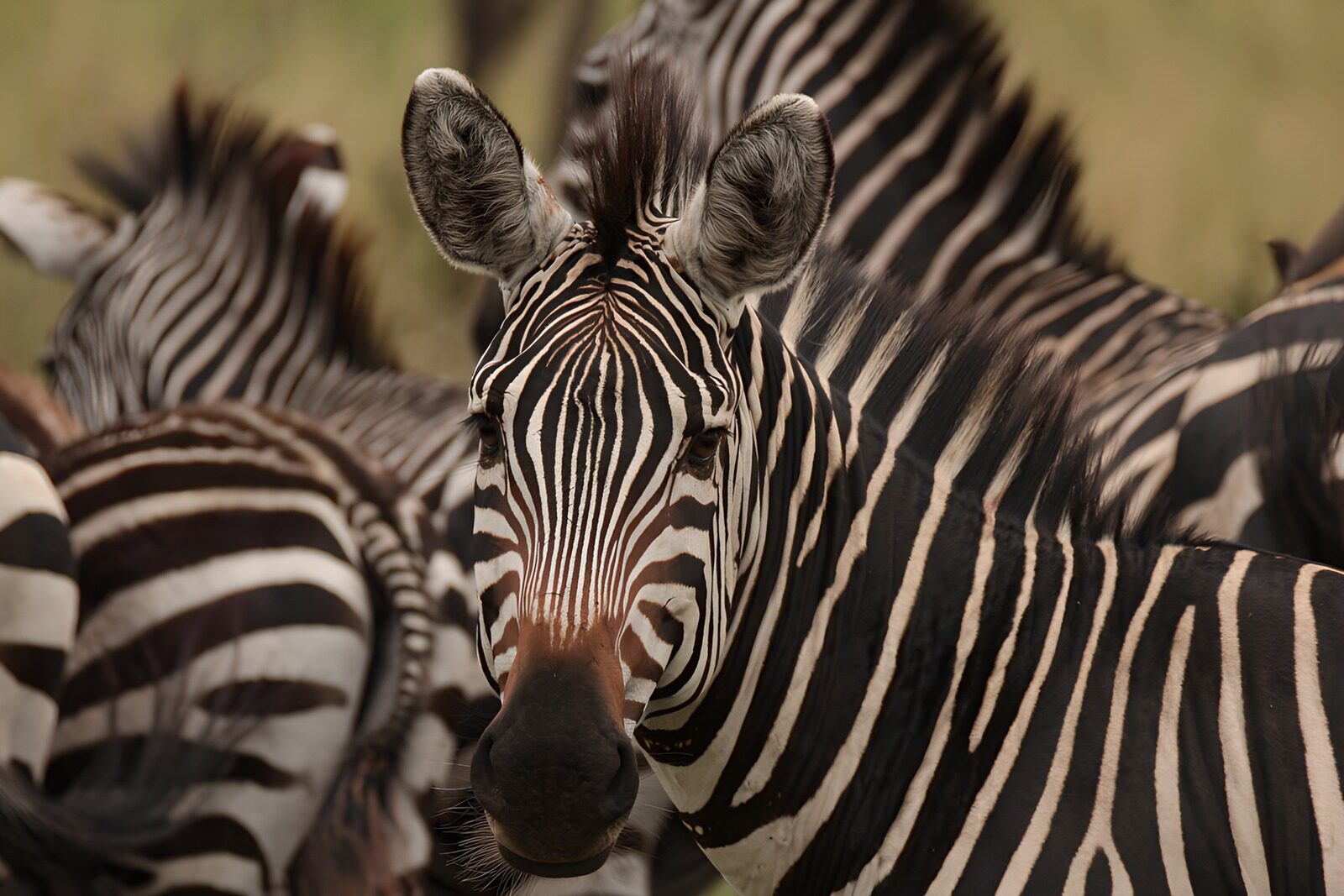 OCUK89333: Striking Zebra Portrait