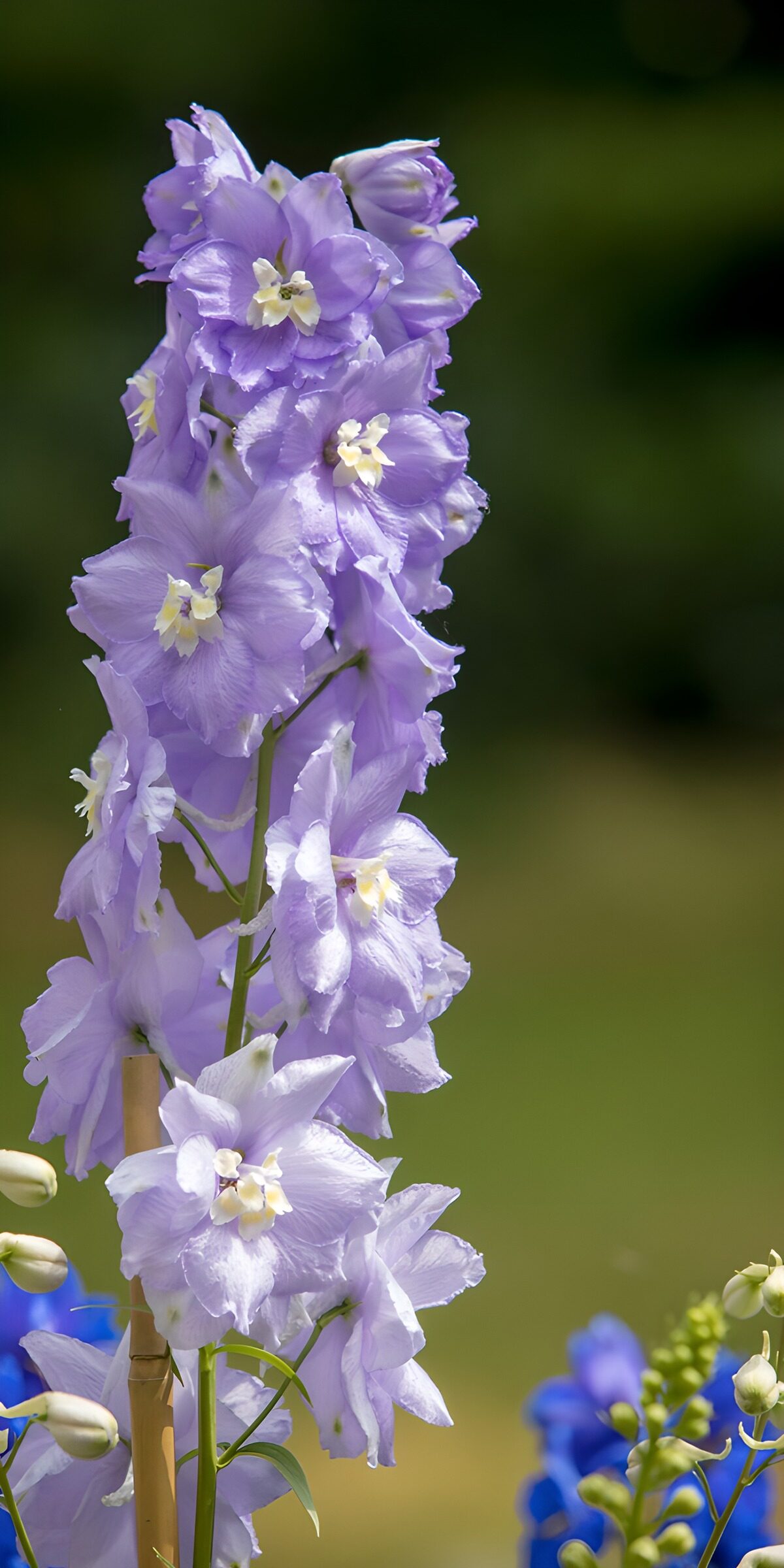 OCUK19726: Delicate Lavender Blooms