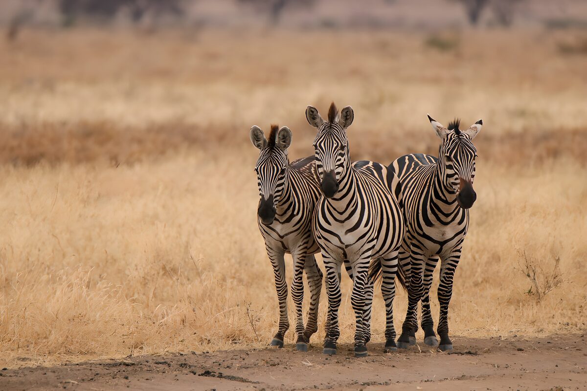 Trio of Zebras in Golden Grasslands