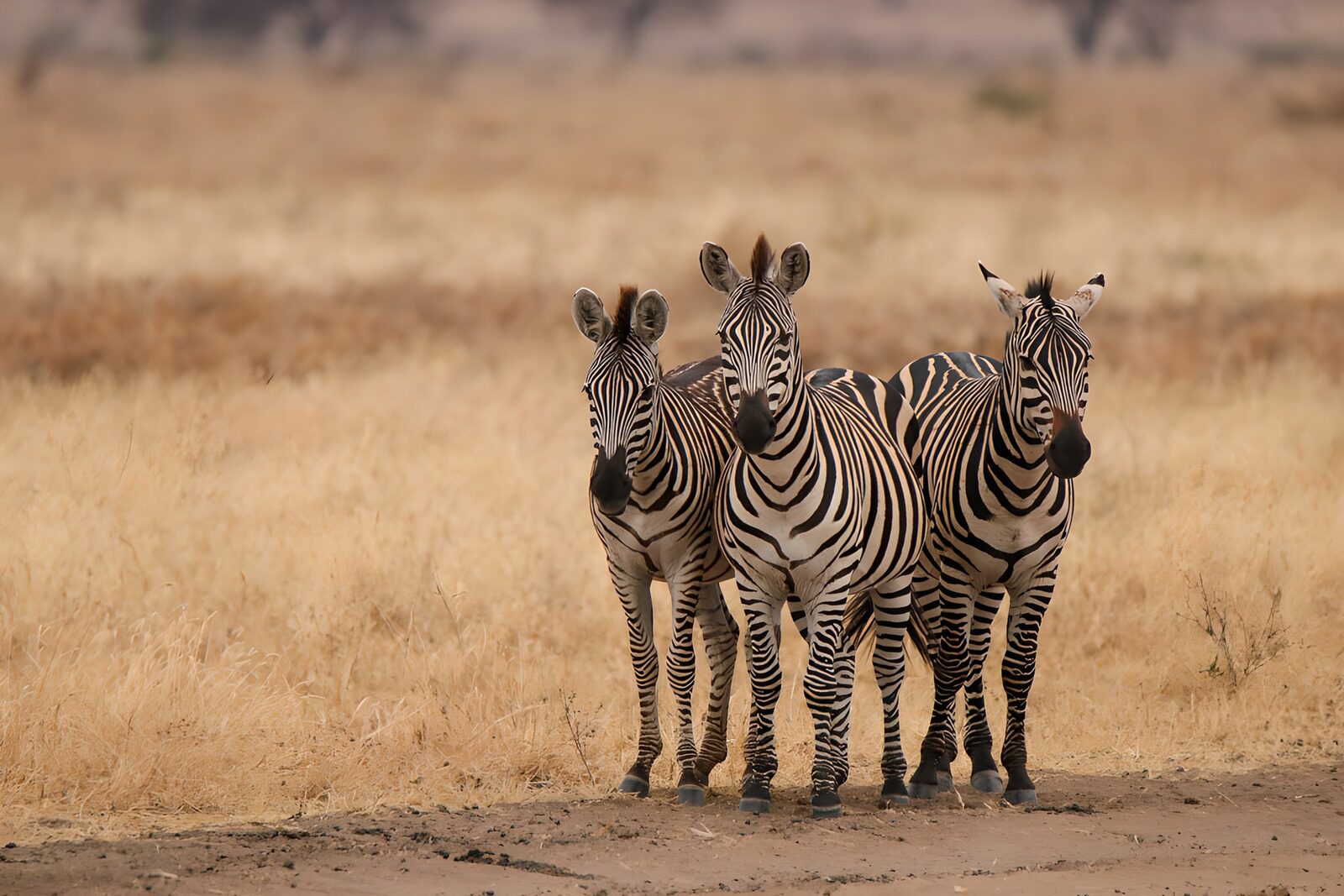 OCUK94965: Trio of Zebras in Golden Grasslands