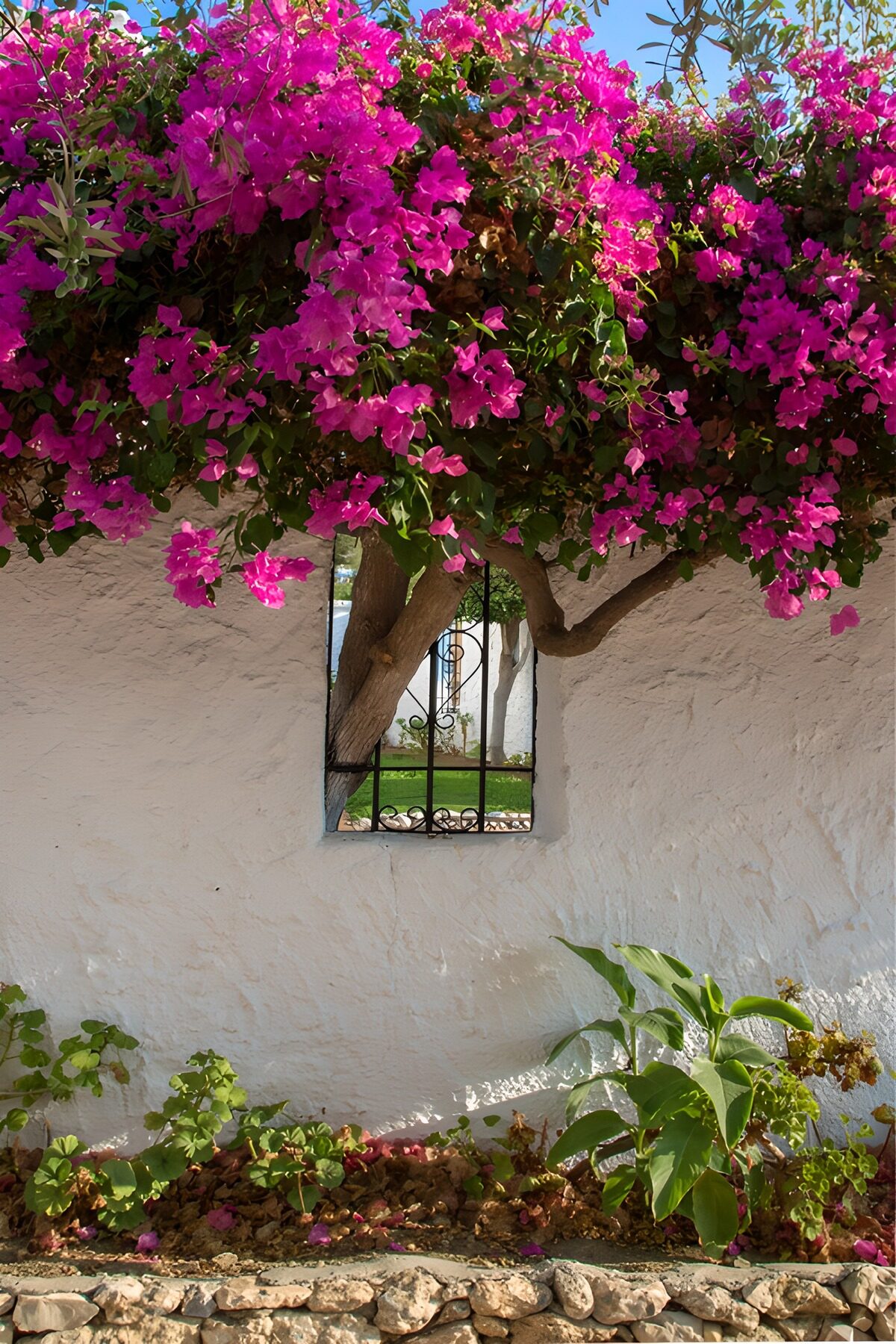 OCUK36100: Blooming Bougainvillea by the Wall