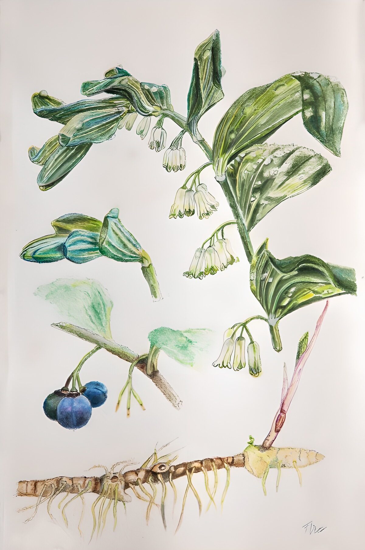 Botanical Illustration of Blueberries