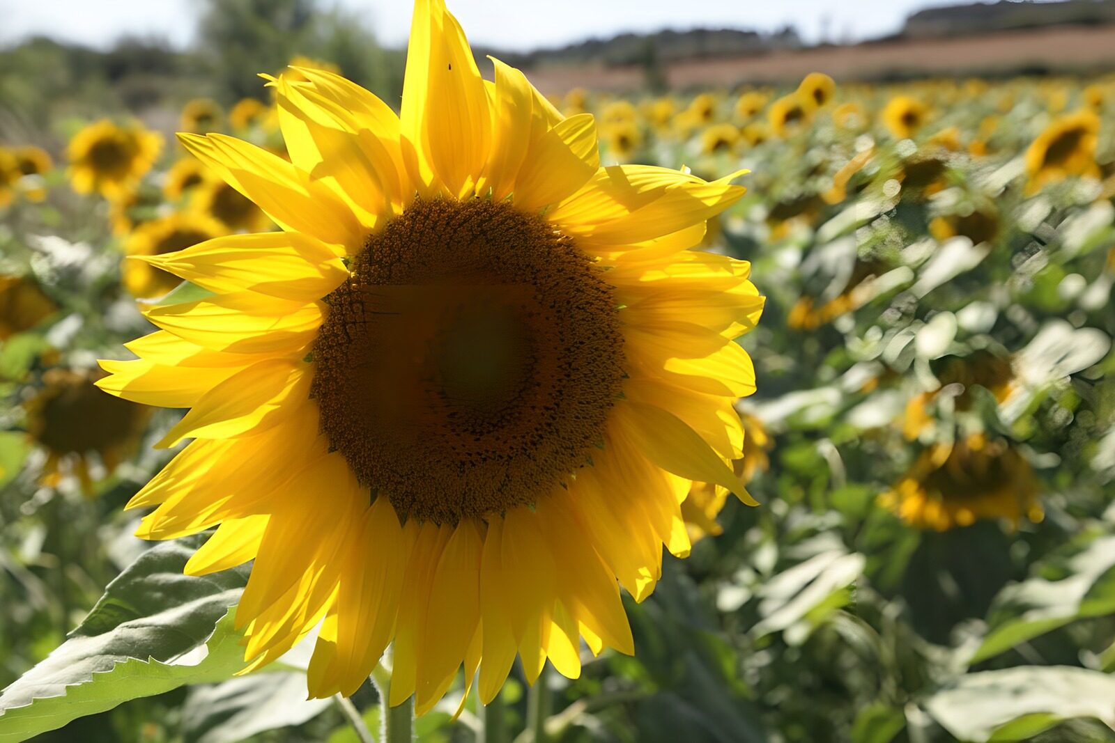 OCUK21749: Bright Sunflower in Full Bloom