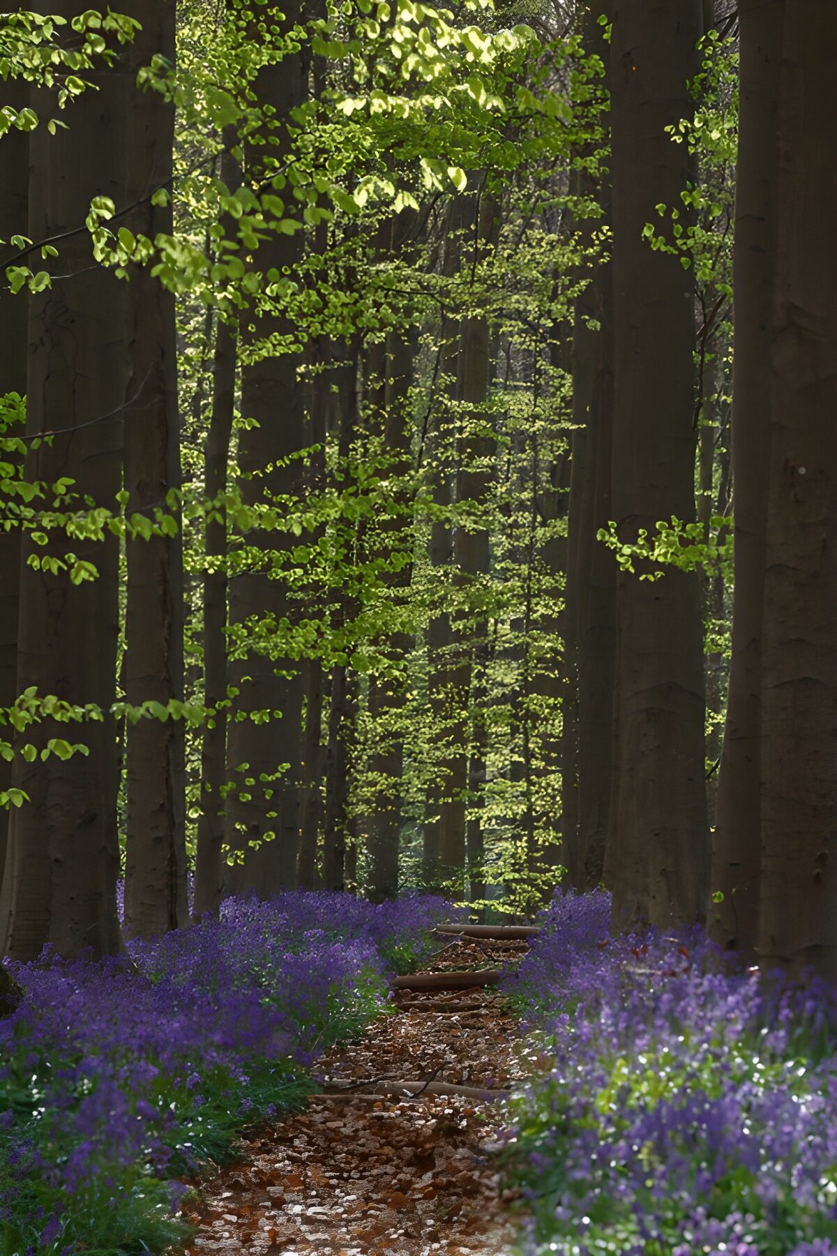 OCUK10483: Enchanted Forest Pathway